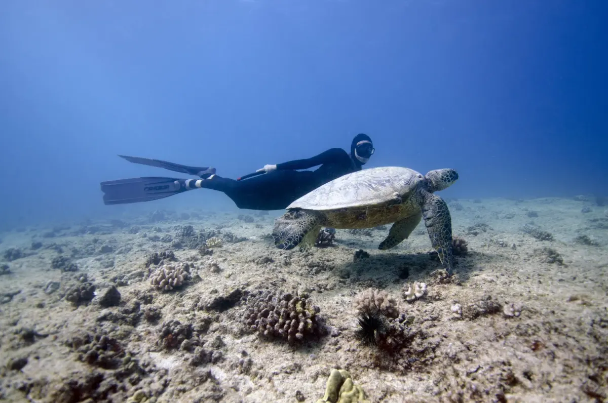 A green sea turtle swimming over a reef near Koh Tao
