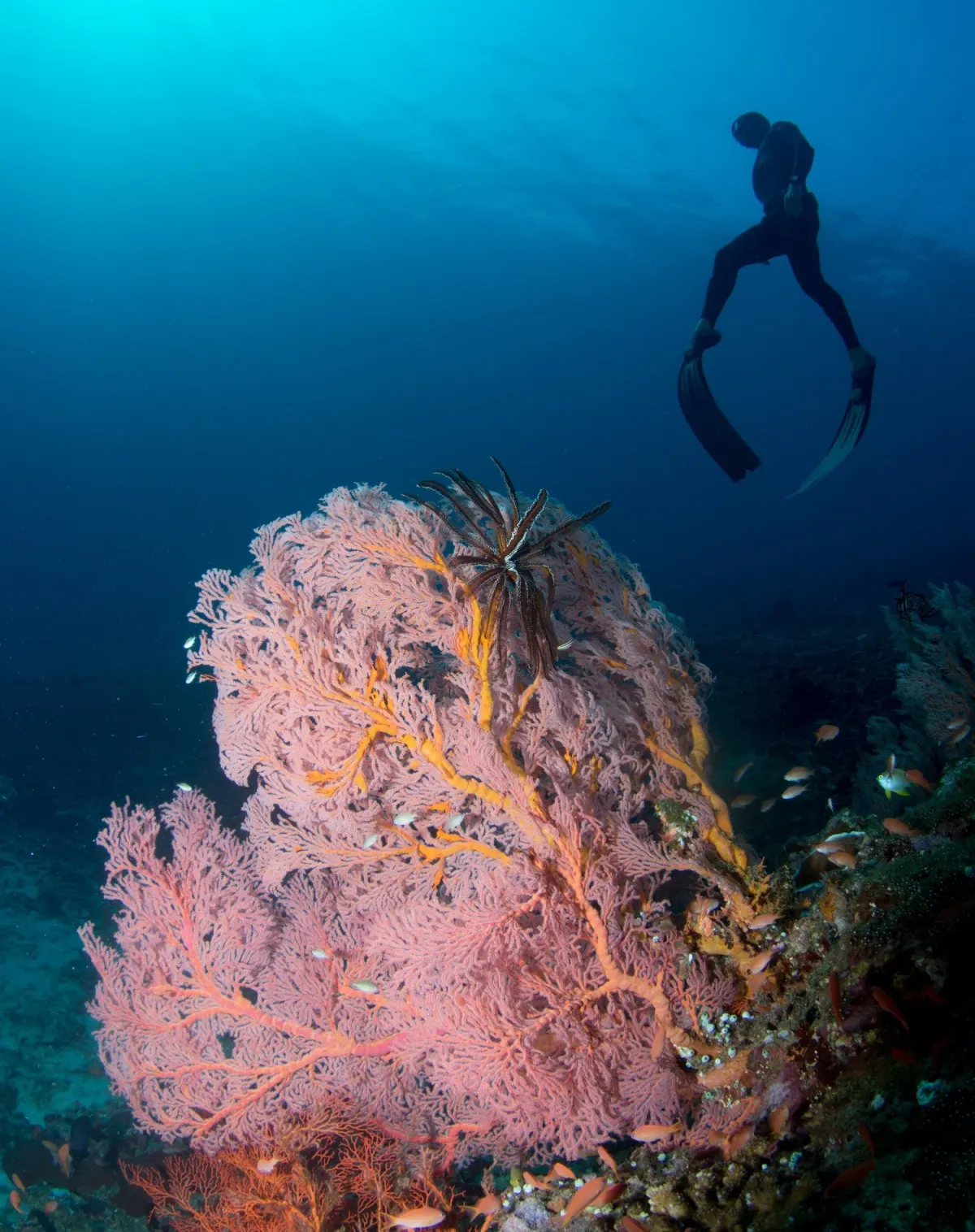 A diver exploring a large sea fan on a Koh Tao reef