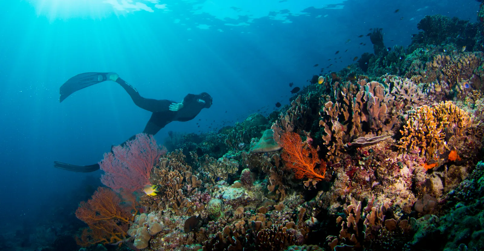 Trip A: Exploration Dives aboard SV Freedom Fargo in Koh Tao