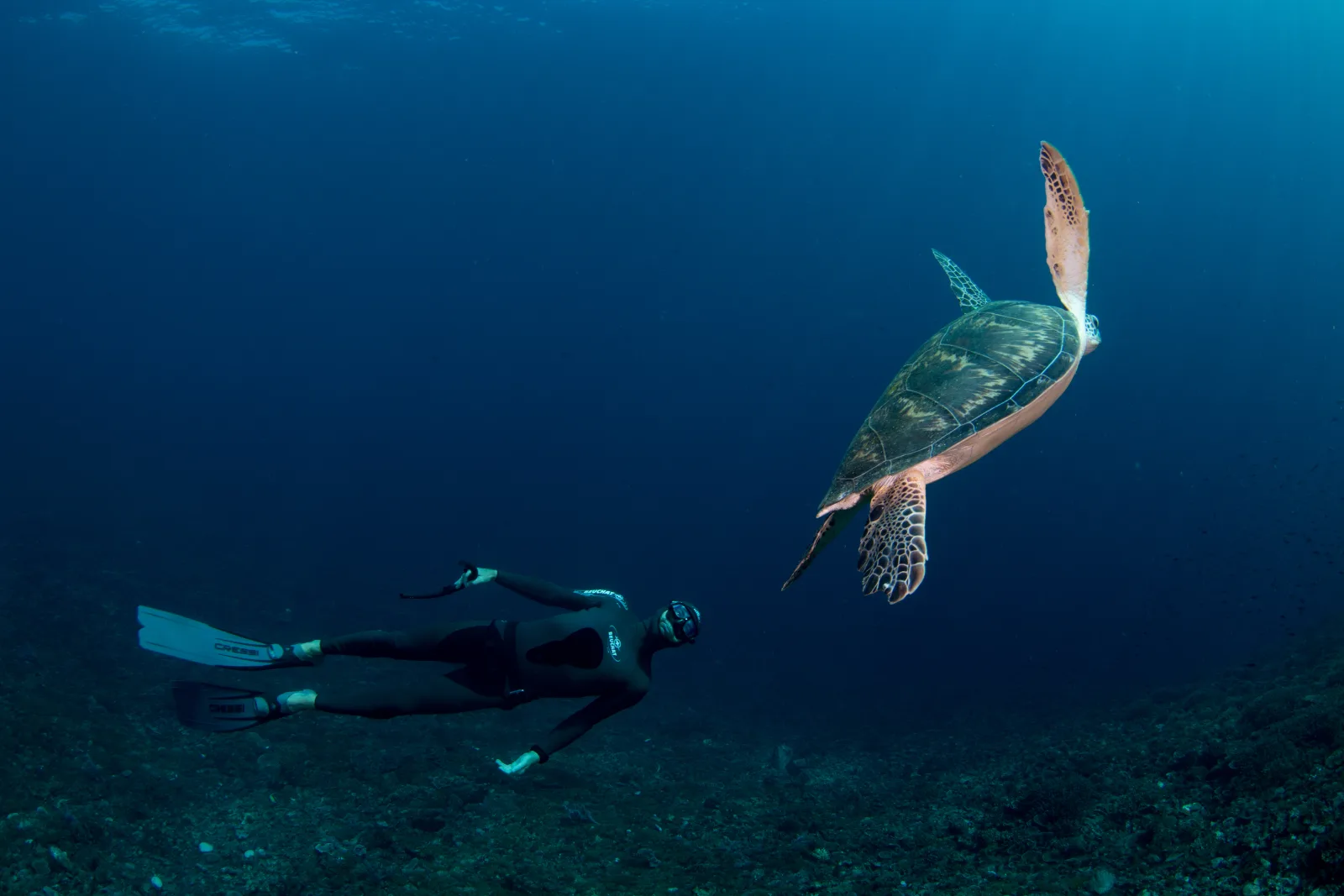 A freediver and a green turtle on a Freediving Cruise