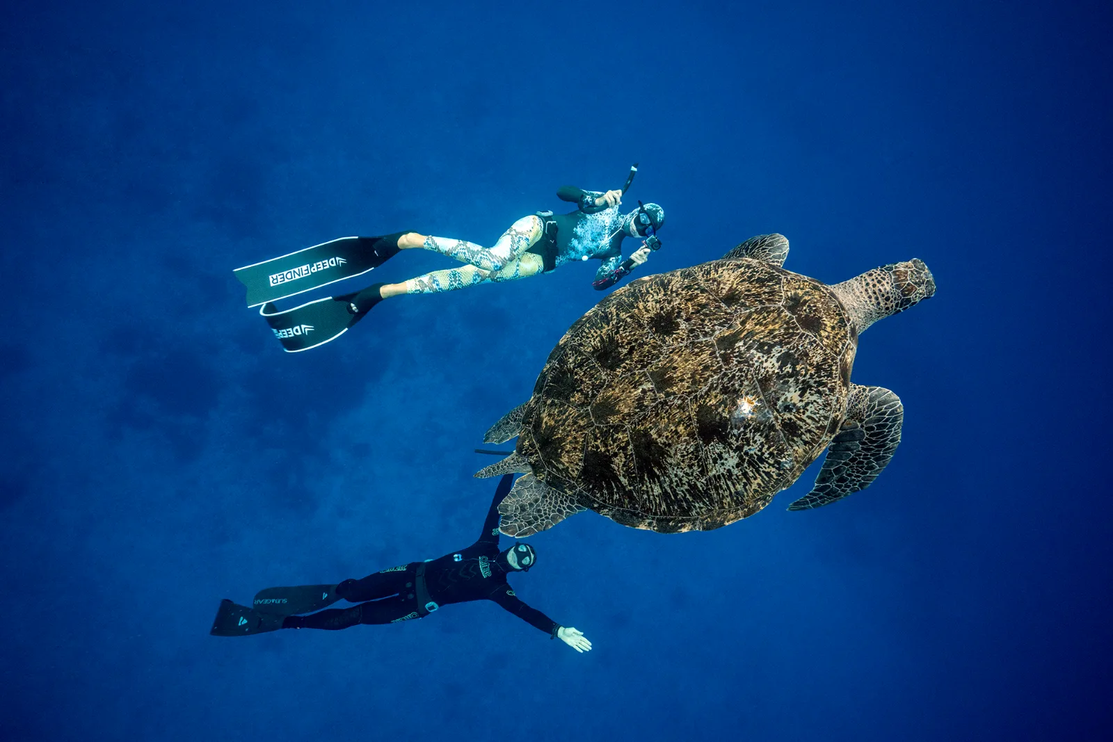 Two freedivers swimming with a green sea turtle on an Orenda Freediving Cruise